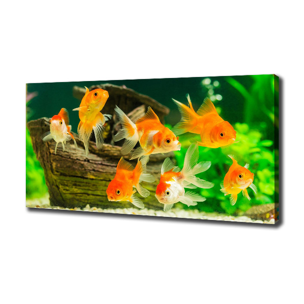 Cuadro canvas moderno de gran formato horizontal Pez de colores