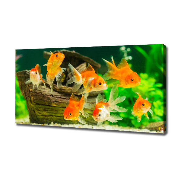 Cuadro canvas moderno de gran formato horizontal Pez de colores
