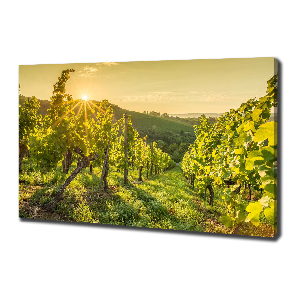 Cuadro canvas con impresión uv duradera horizontal Viñedo