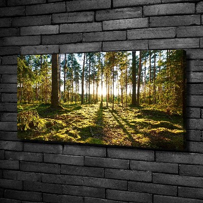 Cuadro canvas moderno de gran formato horizontal bosque de pinos