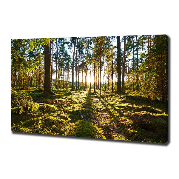 Cuadro canvas moderno de gran formato horizontal bosque de pinos