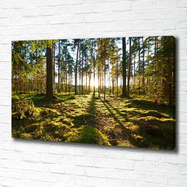 Cuadro canvas moderno de gran formato horizontal bosque de pinos