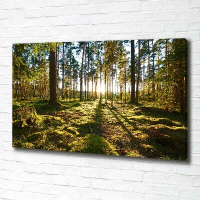 Cuadro canvas moderno de gran formato horizontal bosque de pinos