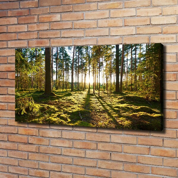 Cuadro canvas moderno de gran formato horizontal bosque de pinos