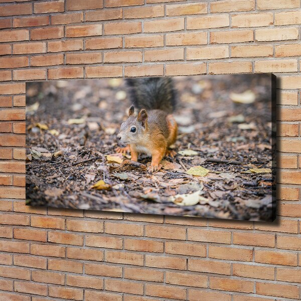 Cuadro canvas moderno de gran formato horizontal Ardilla