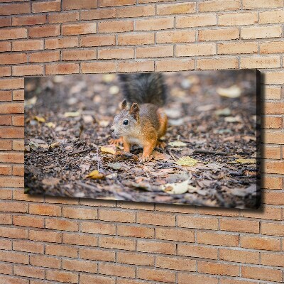 Cuadro canvas moderno de gran formato horizontal Ardilla