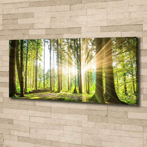 Cuadro canvas moderno de gran formato horizontal Bosque al sol