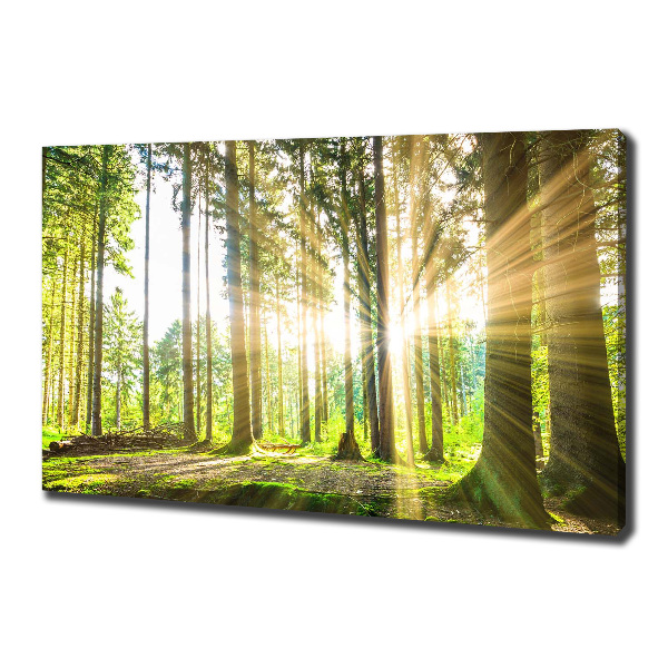 Cuadro canvas moderno de gran formato horizontal Bosque al sol