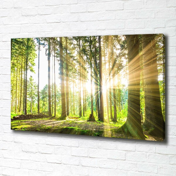 Cuadro canvas moderno de gran formato horizontal Bosque al sol