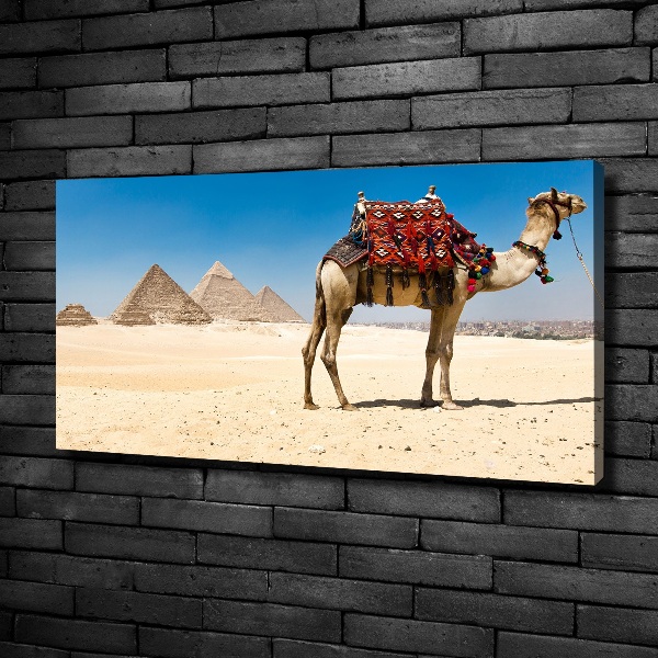 Cuadro canvas con impresión uv duradera horizontal Camello en El Cairo