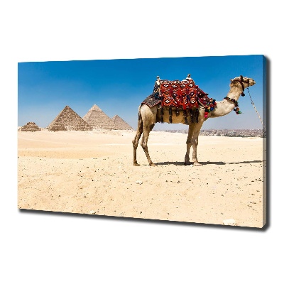 Cuadro canvas con impresión uv duradera horizontal Camello en El Cairo