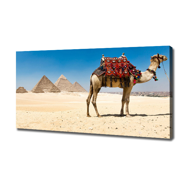 Cuadro canvas con impresión uv duradera horizontal Camello en El Cairo