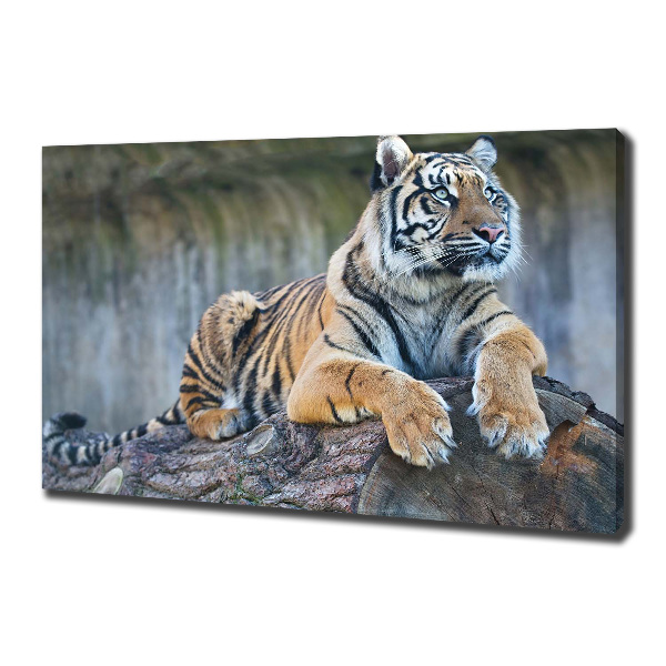 Cuadro canvas moderno de gran formato horizontal Tigre