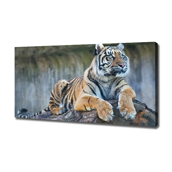 Cuadro canvas moderno de gran formato horizontal Tigre