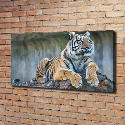 Cuadro canvas moderno de gran formato horizontal Tigre