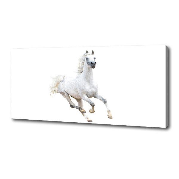 Cuadro canvas moderno de gran formato horizontal Caballo árabe blanco