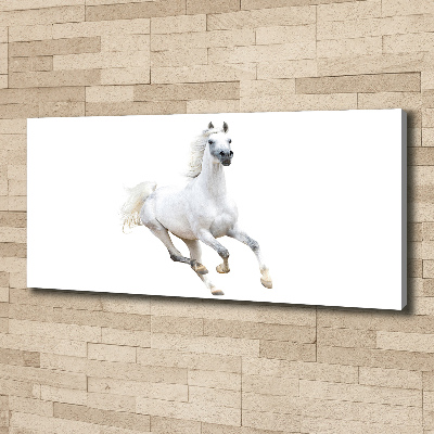Cuadro canvas moderno de gran formato horizontal Caballo árabe blanco