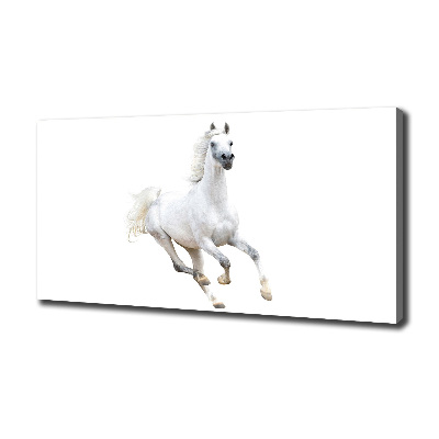 Cuadro canvas moderno de gran formato horizontal Caballo árabe blanco