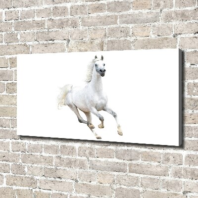 Cuadro canvas moderno de gran formato horizontal Caballo árabe blanco