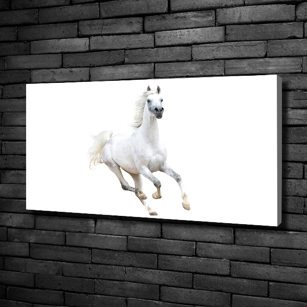 Cuadro canvas moderno de gran formato horizontal Caballo árabe blanco