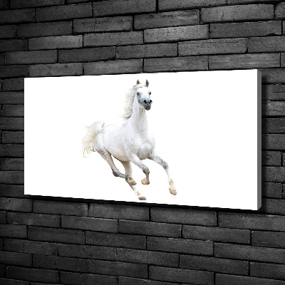 Cuadro canvas moderno de gran formato horizontal Caballo árabe blanco