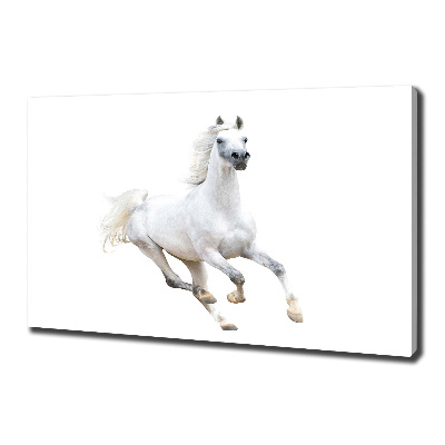 Cuadro canvas moderno de gran formato horizontal Caballo árabe blanco
