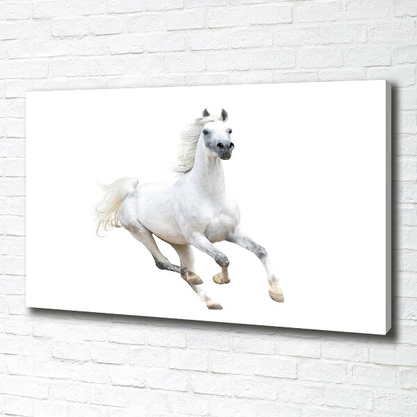 Cuadro canvas moderno de gran formato horizontal Caballo árabe blanco