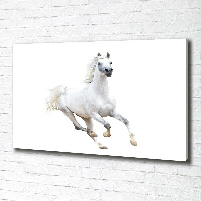 Cuadro canvas moderno de gran formato horizontal Caballo árabe blanco