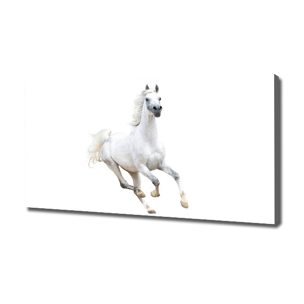 Cuadro canvas moderno de gran formato horizontal Caballo árabe blanco