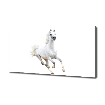 Cuadro canvas moderno de gran formato horizontal Caballo árabe blanco