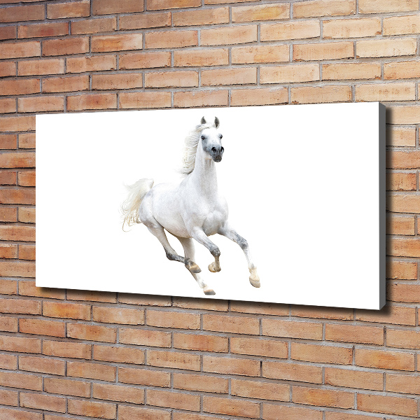 Cuadro canvas moderno de gran formato horizontal Caballo árabe blanco
