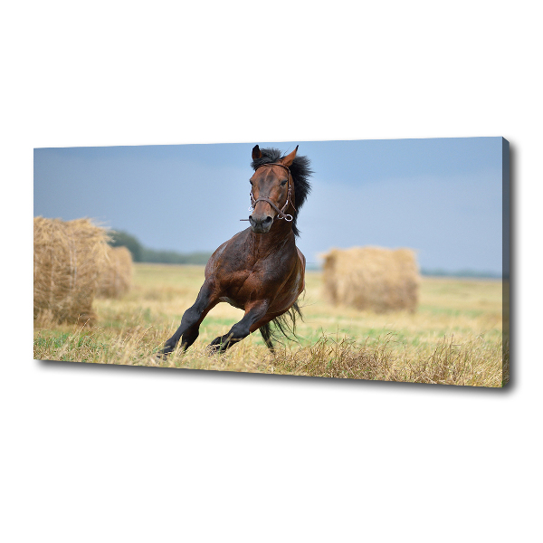 Cuadro canvas con impresión uv duradera horizontal Un caballo al galope