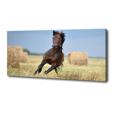 Cuadro canvas con impresión uv duradera horizontal Un caballo al galope
