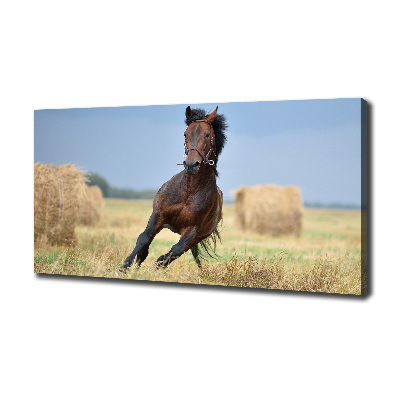 Cuadro canvas con impresión uv duradera horizontal Un caballo al galope