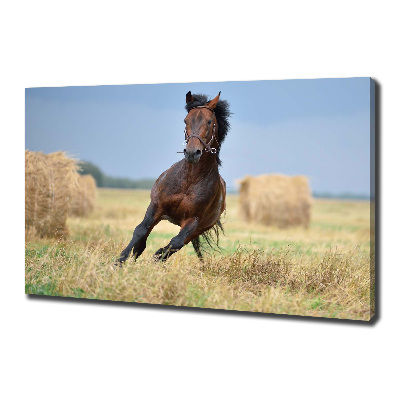 Cuadro canvas con impresión uv duradera horizontal Un caballo al galope