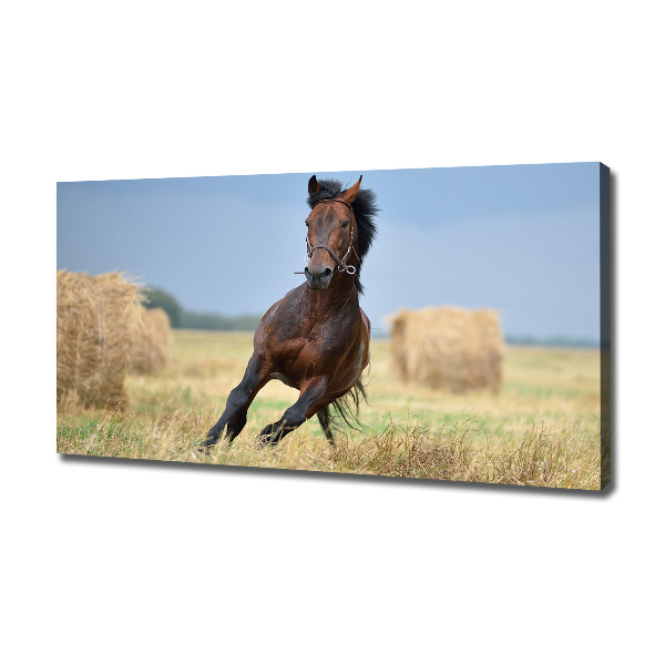 Cuadro canvas con impresión uv duradera horizontal Un caballo al galope
