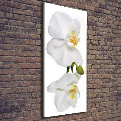 Cuadro canvas decorativo para salón vertical Orquídea blanca