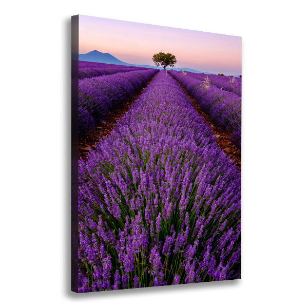 Fotografía en lienzo vertical campo de lavanda