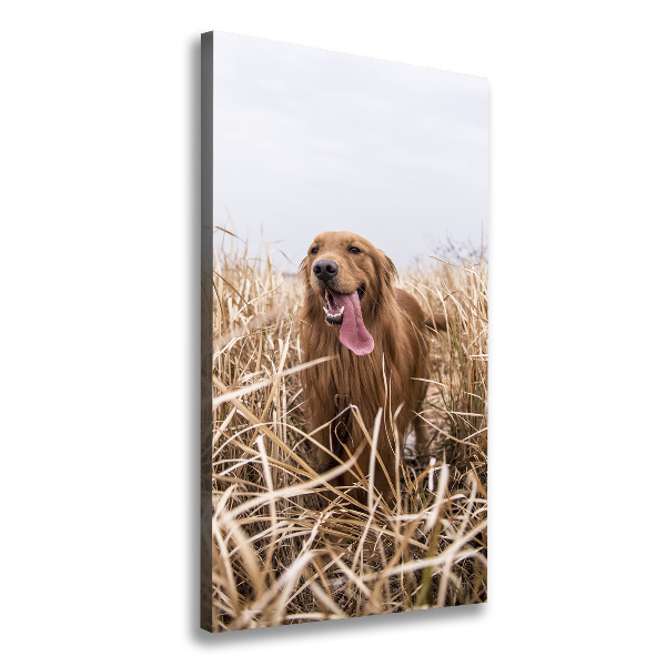 Cuadro moderno en lienzo resistente uv vertical Perro perdiguero de oro