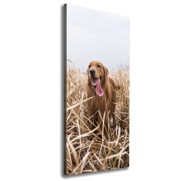 Cuadro moderno en lienzo resistente uv vertical Perro perdiguero de oro