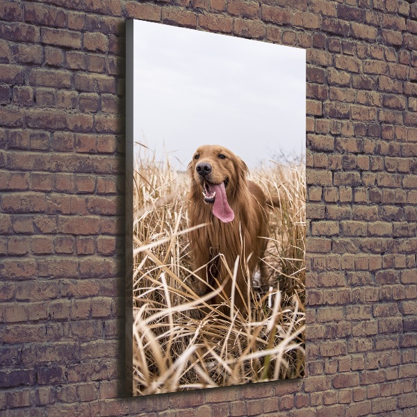 Cuadro moderno en lienzo resistente uv vertical Perro perdiguero de oro