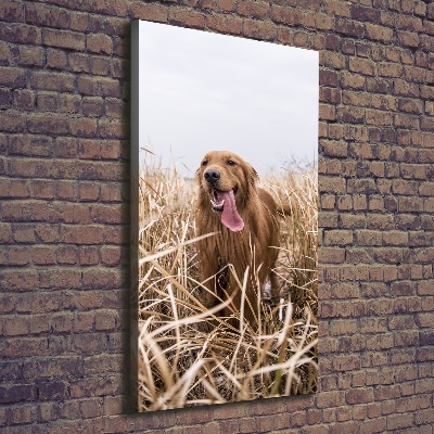 Cuadro moderno en lienzo resistente uv vertical Perro perdiguero de oro