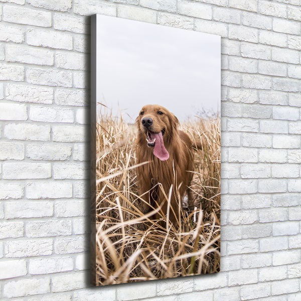 Cuadro moderno en lienzo resistente uv vertical Perro perdiguero de oro