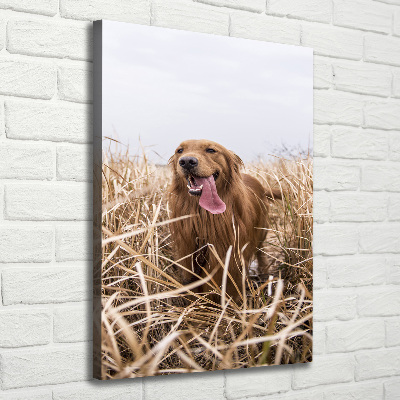 Cuadro moderno en lienzo resistente uv vertical Perro perdiguero de oro