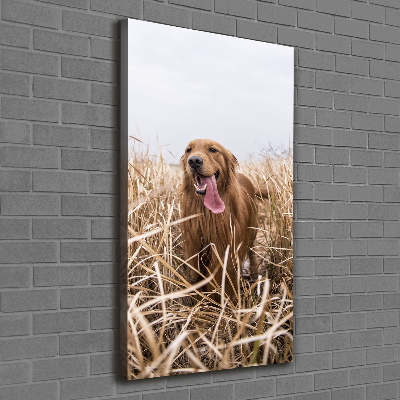 Cuadro moderno en lienzo resistente uv vertical Perro perdiguero de oro