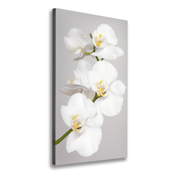 Cuadro canvas decorativo para salón vertical Orquídea blanca