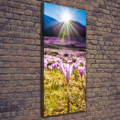Fotografía en lienzo vertical Azafranes en las montañas