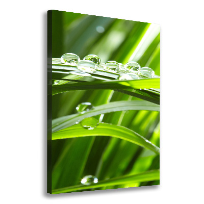 Foto obraz canvas pionowy Źdźbła trawy