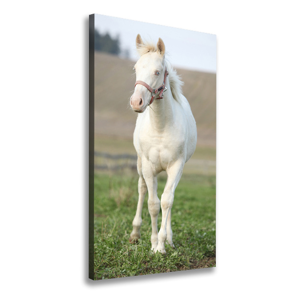 Fotografía en lienzo vertical Caballo albino