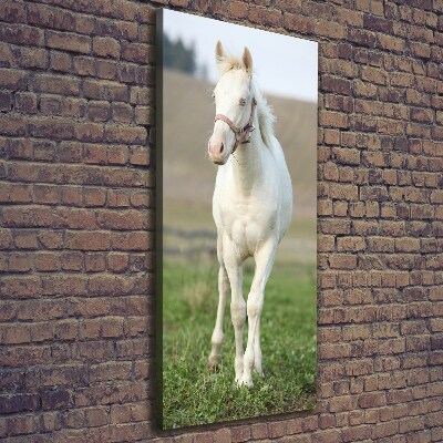 Fotografía en lienzo vertical Caballo albino